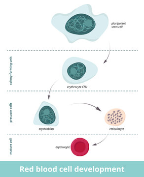 Red blood cell development. Erythropoiesis. Erythrocyte development from pluripotent cell through the colony-forming unit and precursor cells stage to mature cell. Erythroblast and reticulocyte.