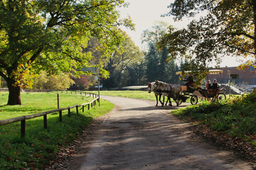 Fototapeta na wymiar Kutsche - Kutschfahrt - Pferde - Herbst - Carriage Ride - Horse - High quality photo 