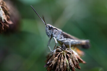 Close-up of a green grasshopper. Grasshopper on the grass.