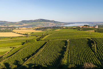 Fototapeta na wymiar Vineyards under Palava near Zajeci, Southern Moravia, Czech Republic