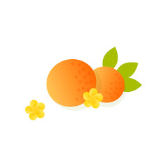 Oranges from fruit tree vector illustration. Cartoon drawing of fruit isolated on white background. Nature, decoration, gardening concept