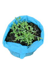 closeup the bunch ripe green tomato plant soil heap and growing in the sky Cotton bag soft focus natural sky white background.