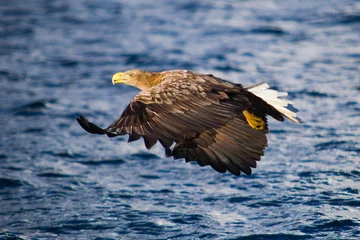 Foto auf Acrylglas Lofoten Closeup of a sea eagle flying above the water on a sunny day in Lofoten, Norway  © Tor's Photo/Wirestock Creators