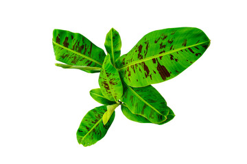 Fresh green tropical banana leaf isolated