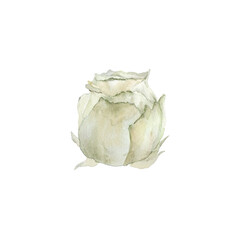 Watercolor white rose. Roses floral green greenery eucalyptus brown dry grass. Wedding boho floral Invitation decor design. Tender pastel cream flowers holiday birthday card. Hand drawn illustration.