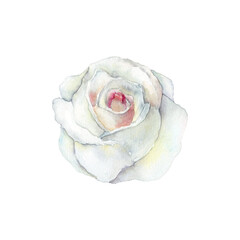 Watercolor white rose. Roses floral green greenery eucalyptus brown dry grass. Wedding boho floral Invitation decor design. Tender pastel cream flowers holiday birthday card. Hand drawn illustration.