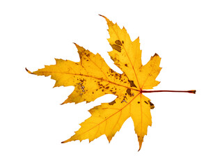 A single yellow colored natural maple leaf with small holes and signs of decay. On a transparent background.
