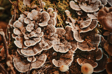 champignons d'automne