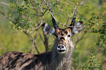 Wasserbock