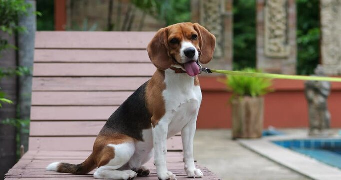 Portrait of an active adorable dog beagle, bigl, sitting on a wooden deck chair by a swimming pool. Animals theme for advertising