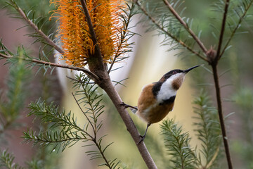 Eastern spinebill (Acanthorhynchus tenuirostris), Australian bird in the honeyeater family