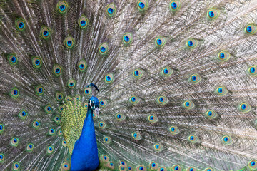Obraz premium Closeup Image of a peacock dancing with its open feathers