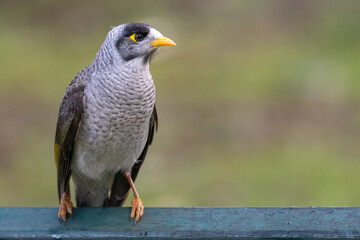Noisy miner (Manorina melanocephala) closeup portrait