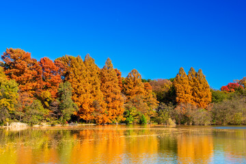 東京　秋の石神井公園