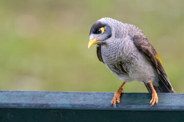 Noisy miner (Manorina melanocephala), Australian bird in the honeyeater family