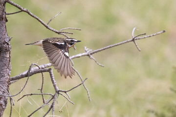 Whinchat