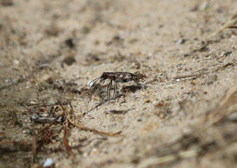 Berg-Sandlaufkäfer - Tiger beetle