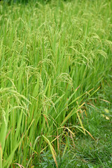closeup the bunch ripe yellow green paddy plant growing with grain in the farm soft focus natural green yellow background.