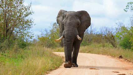 Obraz premium Elefantenbulle