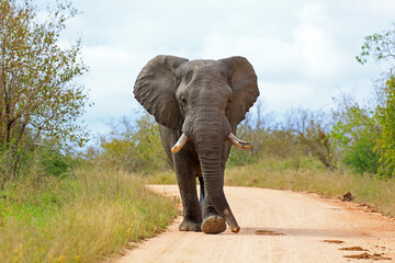 Obraz premium Elefantenbulle