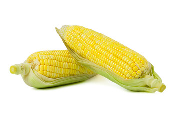 fresh corn with husks. isolated on a white background.