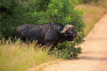 Obraz premium Kaffernbüffel