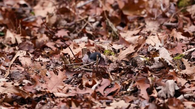Dark-eyed junco (Junco hyemalis) on the ground searching for food under the leaves during fall in Wisconsin with snowflakes falling. 
