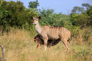 Kudus