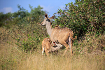 Kudus