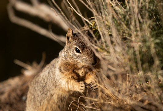 Arizona gray squirrel eating grass
