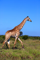 Giraffe