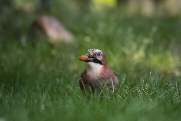 Eurasian jay with oak acorn, Garrulus glandarius, very nice big bird, colorful feathers, looking for oak acorns and nuts. Brown bird with blue feathers on the wing