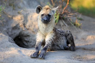Deurstickers Hyena © Andreas Edelmann