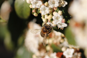 Worker bee on a flower