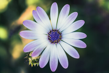 Macro of a beautiful flower