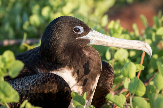portrait of a female magnificent frigate bird, North Seymour island, Galapagos