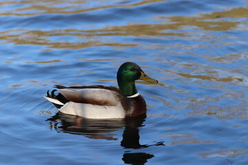 Buoyant Mallards & Mandarin Ducks