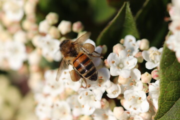 Worker bee on a flower