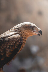 bird of prey, kite in flight,Red kite, Milvus milvus, bird eyes