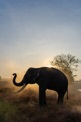 Obraz na płótnie Canvas Vertical portrait of Thai elephant in the mist