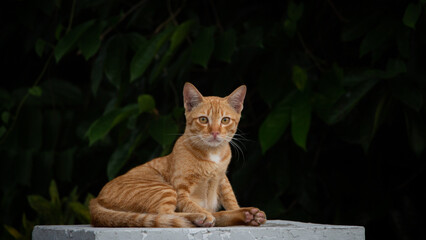 Cute red street cat lies on concrete parapet and blurred background with leaf