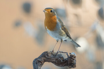 Portrait of robin bird (Erithacus rubecula) standing on a dry branch in sunset light against soft orange and grey background, Piedmont, Italy.