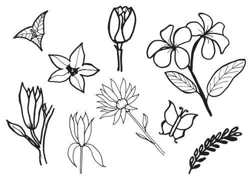 Flowers, leaves, Frangipani, Champak, Tulip and Plant doodle Hand Drawn  isolated on white background.