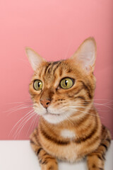 Obraz premium Funny Bengal cat on a pink background. Portrait on a wide-angle lens.