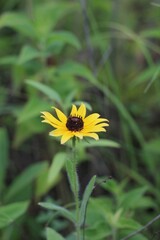 Bright yellow coneflower growing in the wild flower meadow.