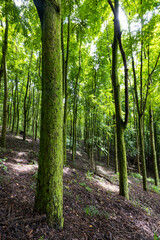 Fototapeta na wymiar Green moss covered tree trunks in the forest