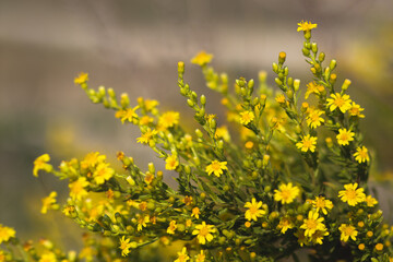 Kępy z małymi żółtymi kwiatkami