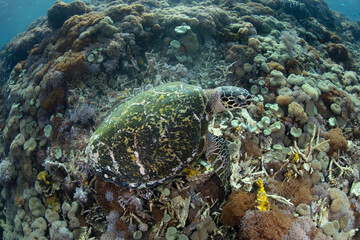A Hawksbill sea turtle, Eretmochelys imbricata, searches for sponges to eat on a coral reef in Indonesia. This large reptile is an endangered species.