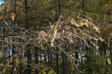 A DRY BRANCH OF LARCH ILLUMINATED BY THE SUN IN THE AUTUMN FOREST