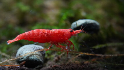 Red Neocaridina heteropoda ,Bloody Mary Shrimp